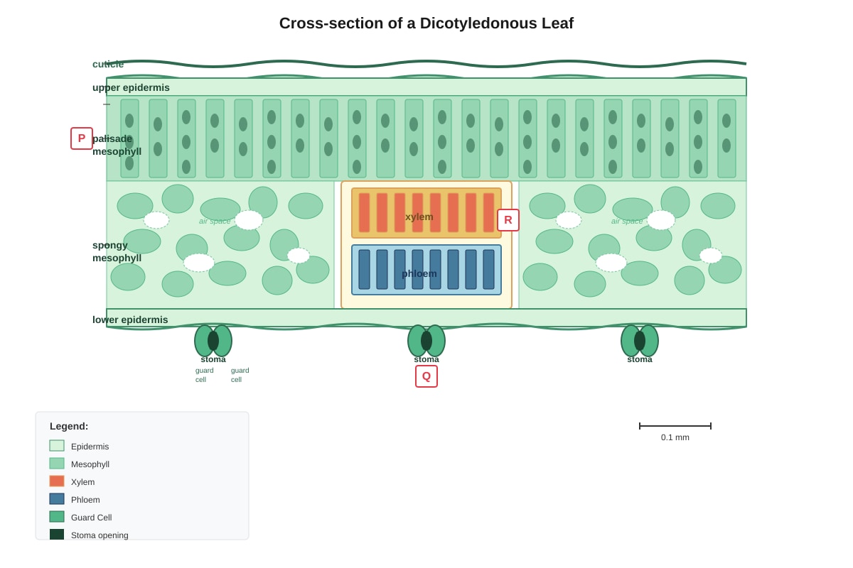 Diagram for Q7 (SEC3 Biology)