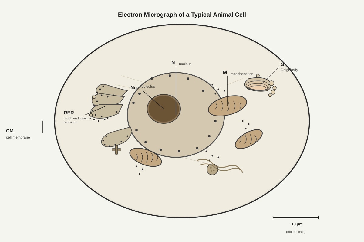Diagram for Q3 (SEC3 Biology)