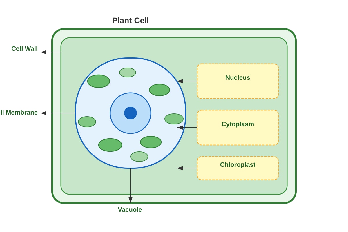 Diagram for Q9 (P6 Science)