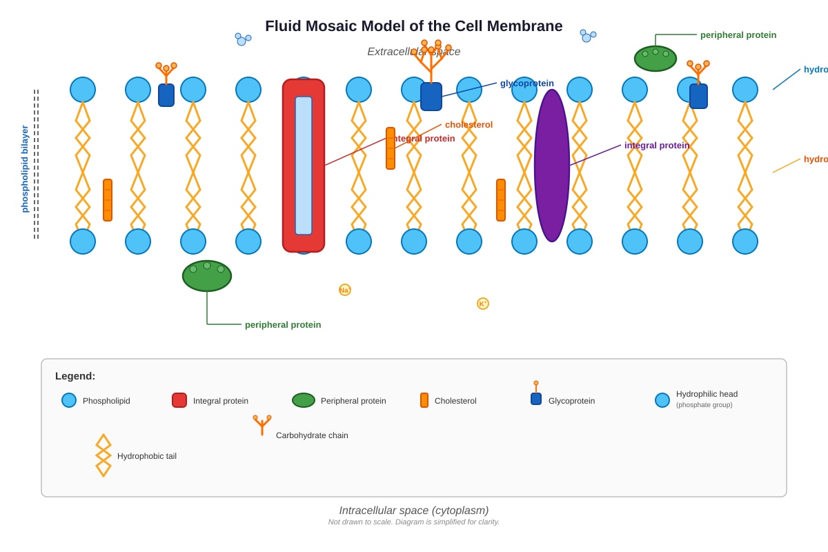 Diagram for Q17 (SEC3 Biology)