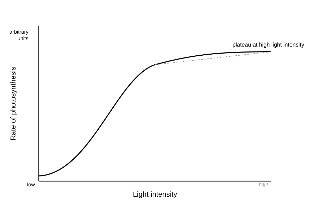 Graph for Q11 (SEC3 Biology)