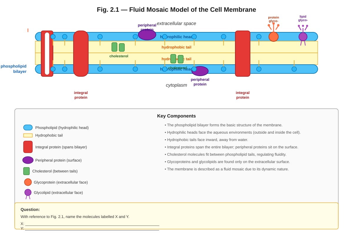 Diagram for Q2 (ALEVEL Biology H1)
