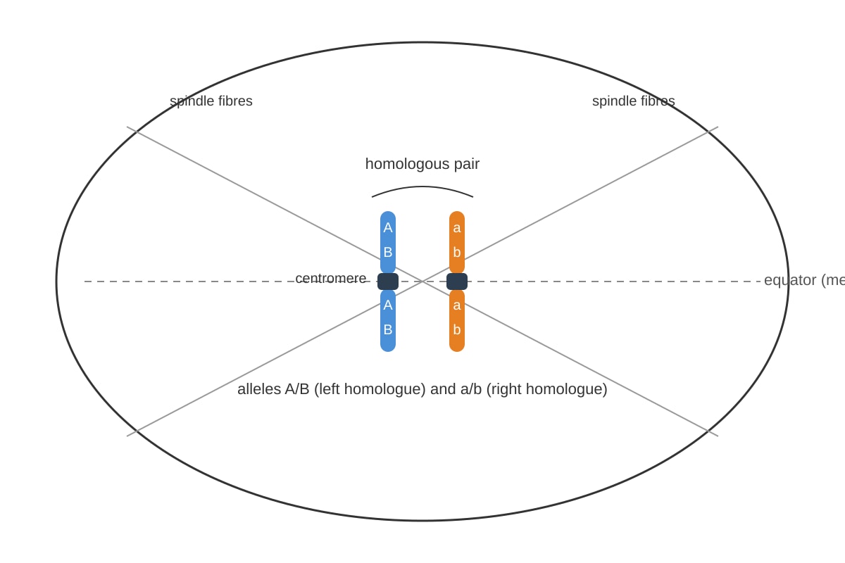 Diagram for Q9 (ALEVEL Biology H2)