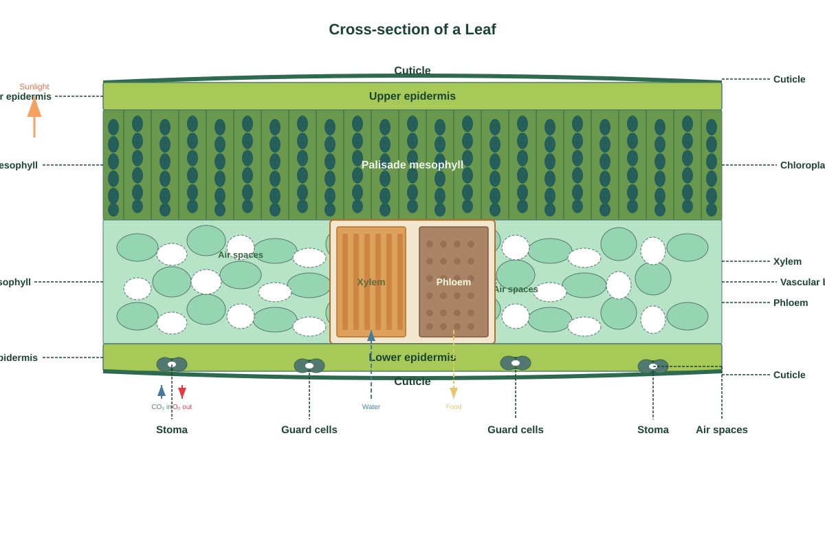 Diagram for Q20 (P6 Science)
