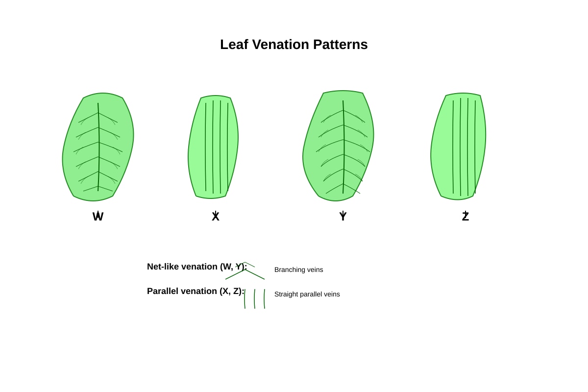 Diagram for Q6 (P5 Science)