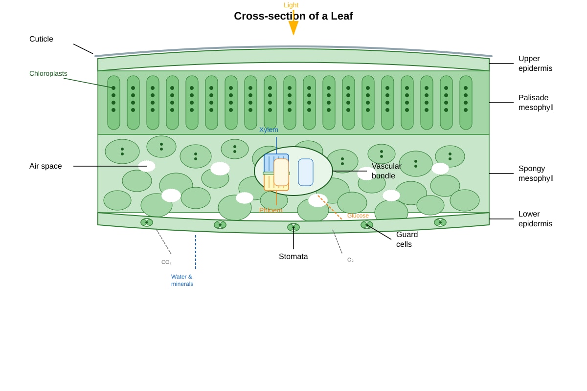 Diagram for placeholder 4 (OLEVEL Biology)