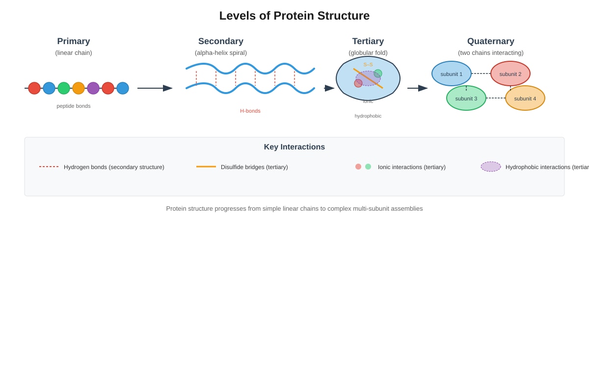 Diagram for Q8 (SEC3 Biology)