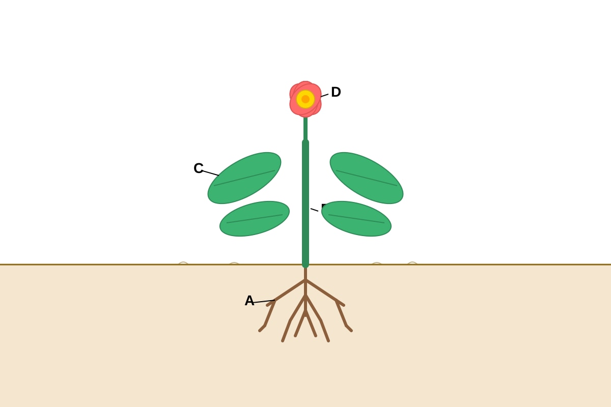 Diagram for Q12 (P4 Science)