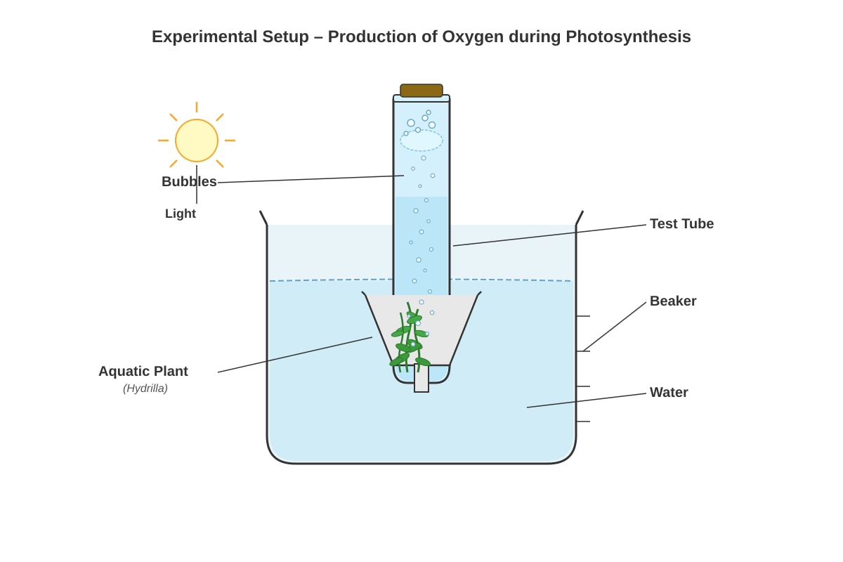 Experimental Setup for Q17 (P5 Science)