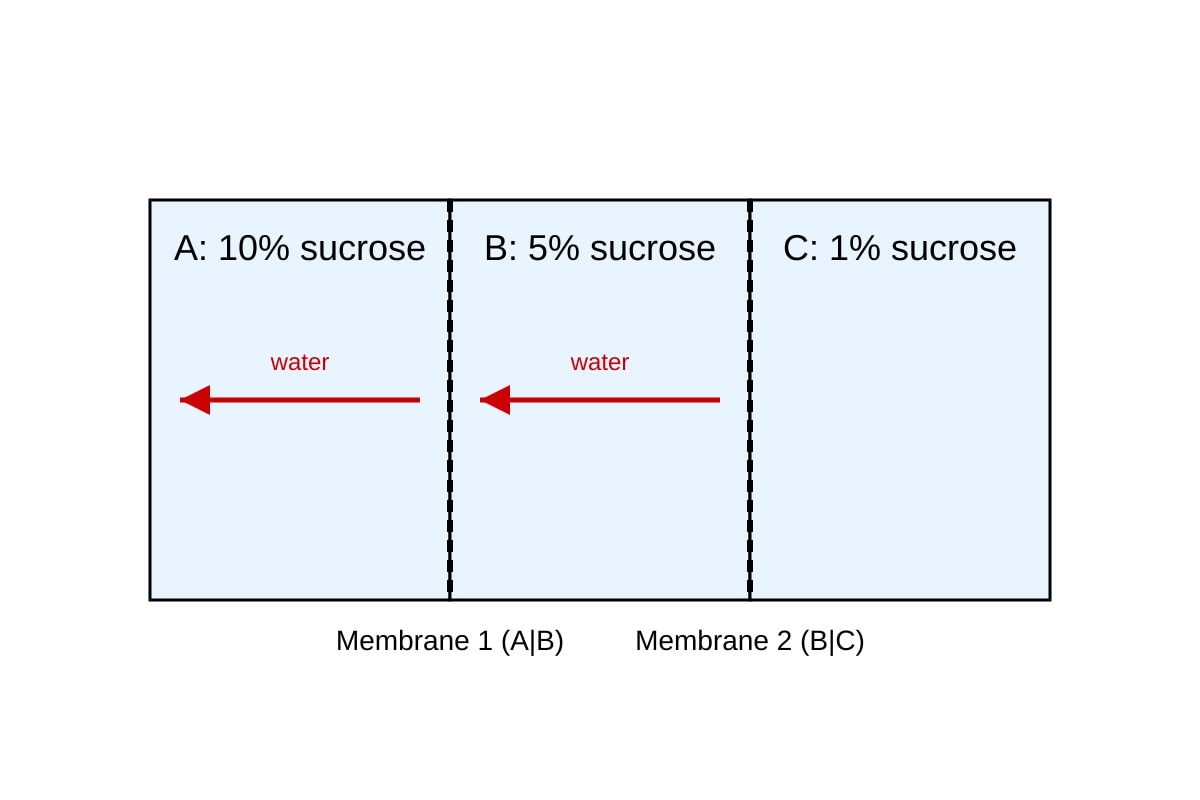 Diagram for Q7 (OLEVEL Biology)