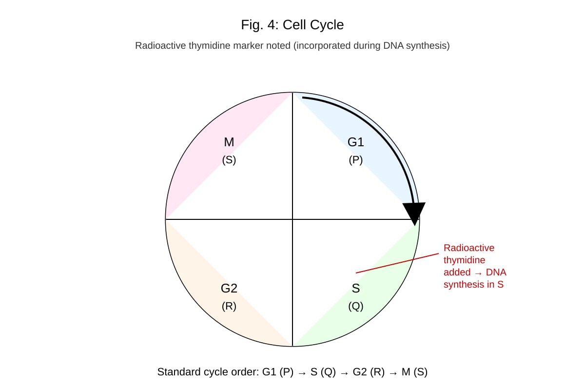 Diagram for 9 (ALEVEL Biology H1)