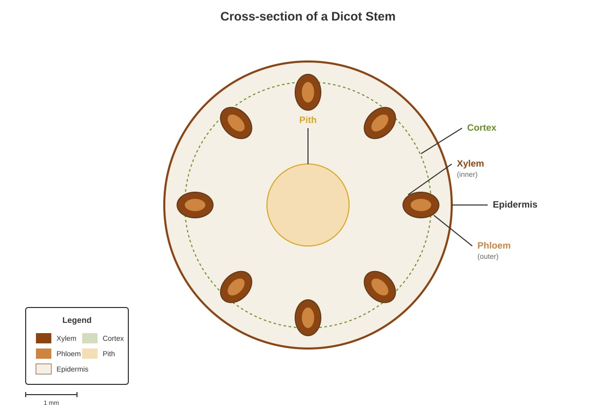 Diagram for Q25 (P4 Science)