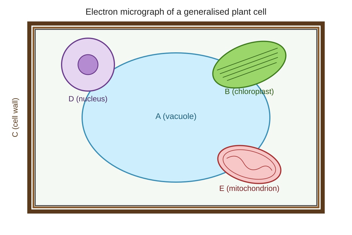 Diagram for Q6 (SEC4 Pure Biology)