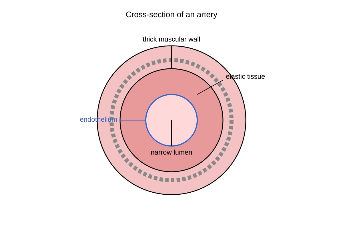 Diagram for Q7 (SEC4 Combined Sci Bio)
