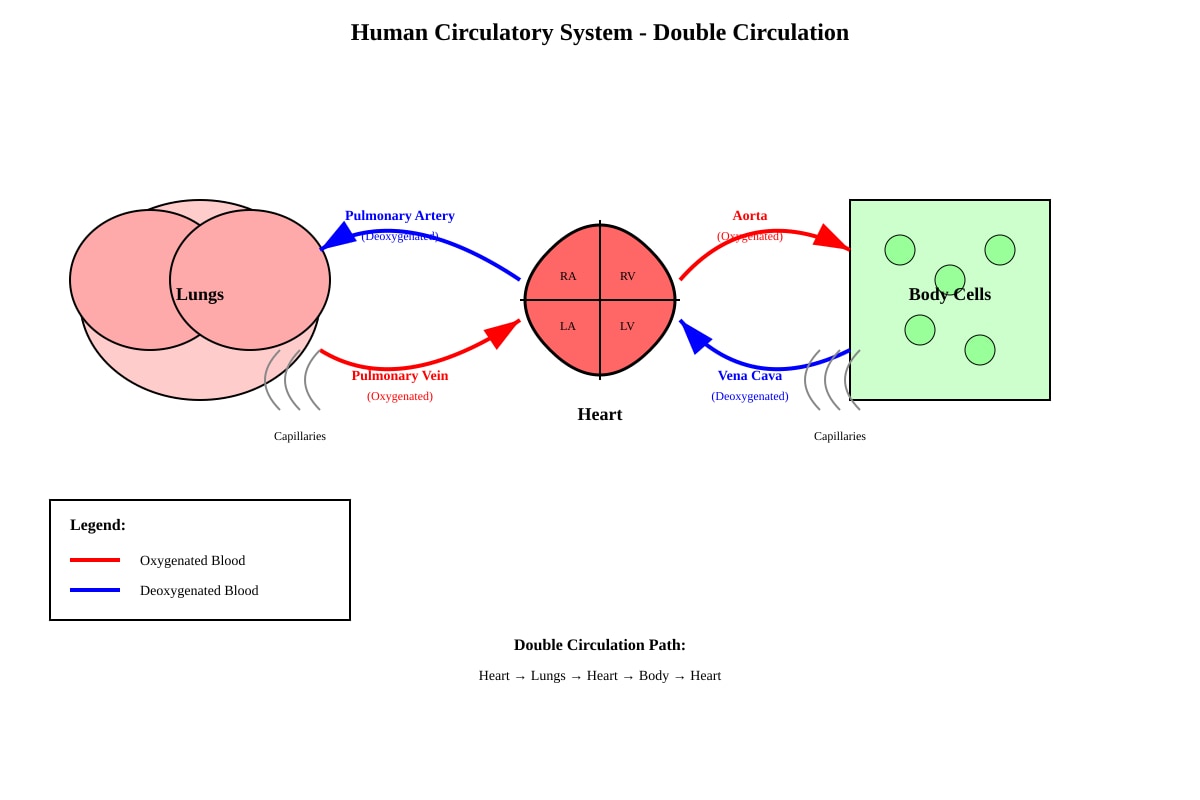 Diagram for Q6 (P6 Science)