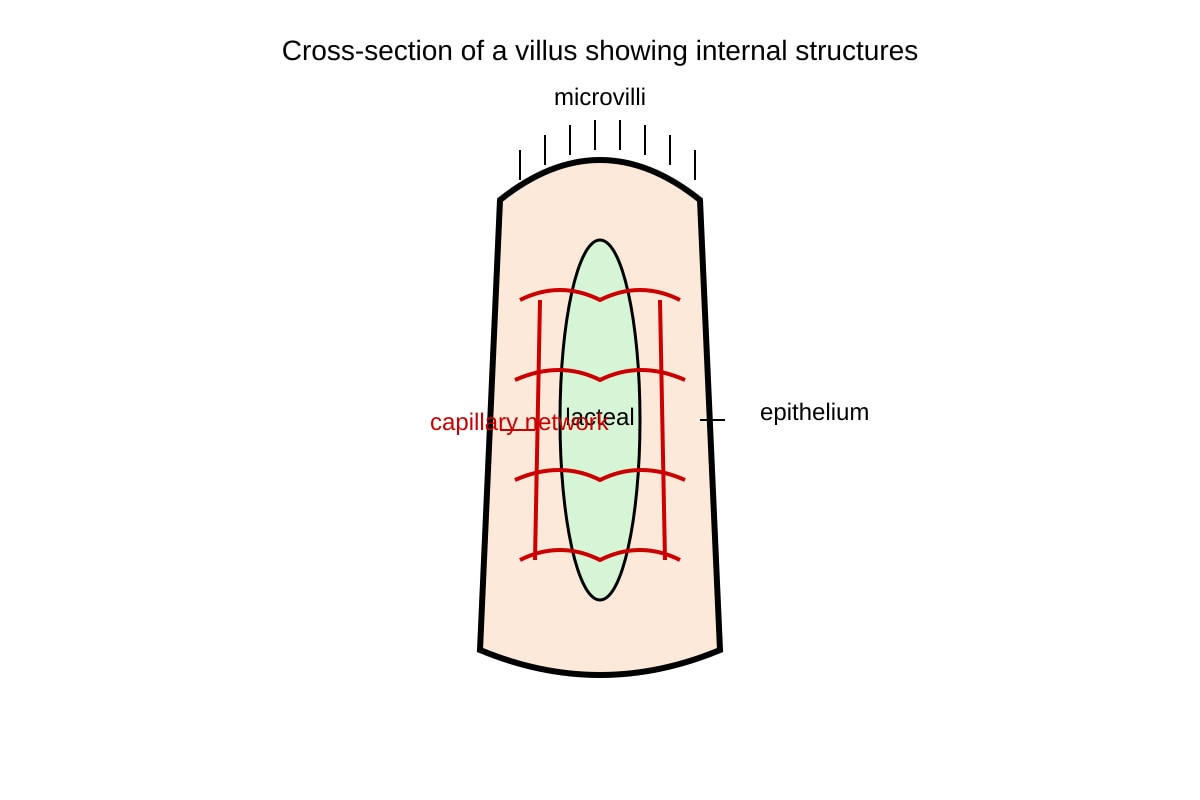 Diagram for Q18 (OLEVEL Biology)