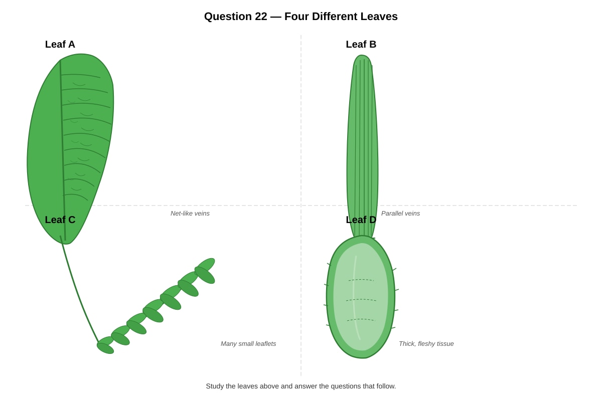 Diagram for Q22 (P4 Science)