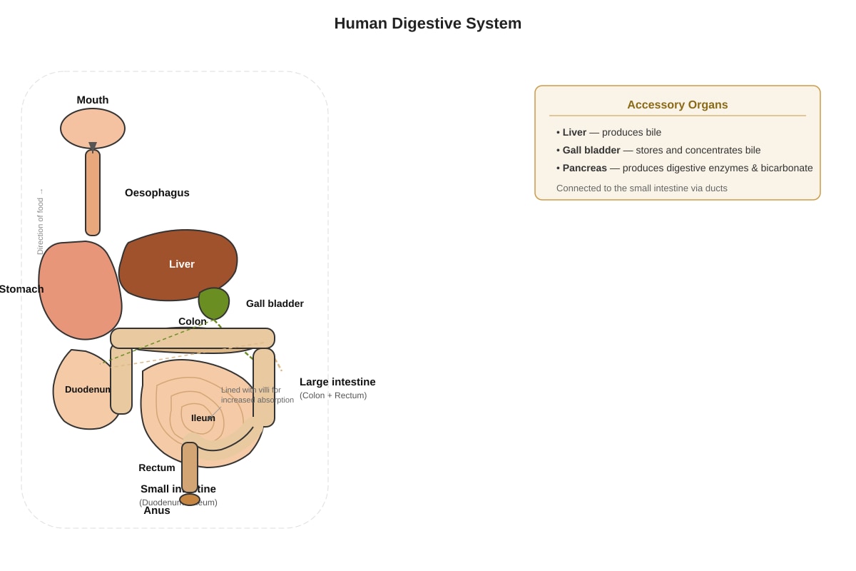 Diagram for Q15 (SEC2 Science)