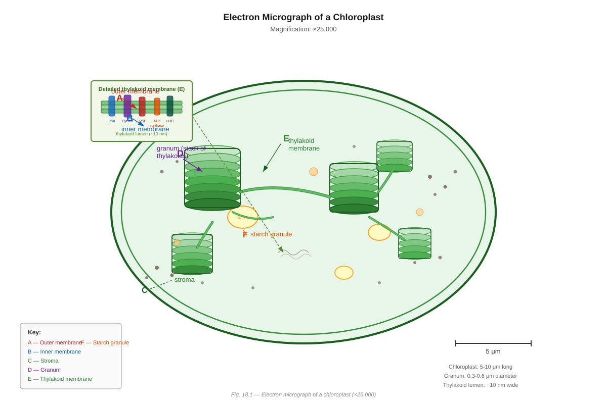 Diagram for Q18 (SEC3 Biology)