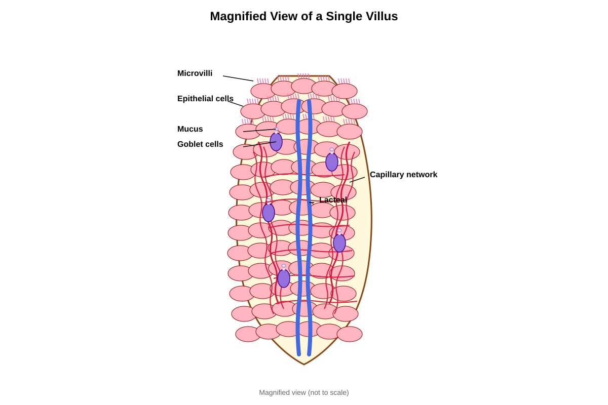 Diagram for Q20 (SEC2 Science)