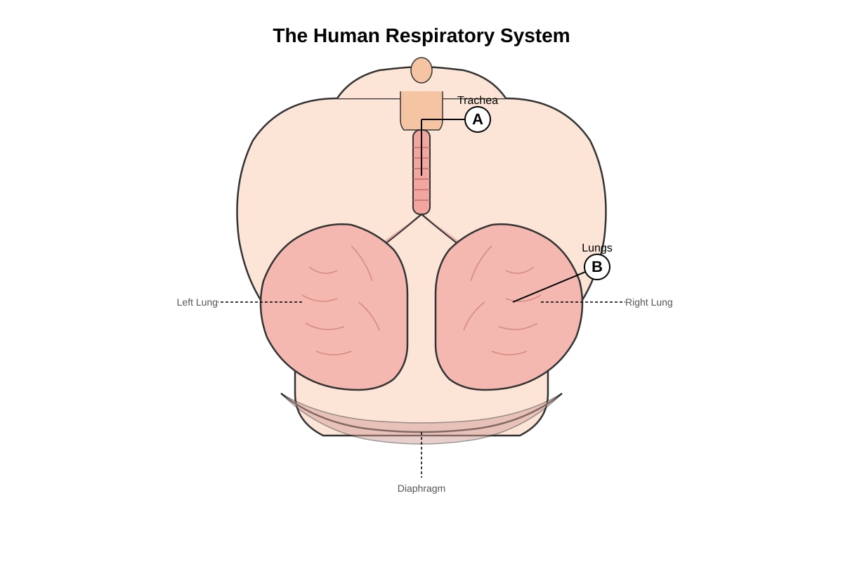 Diagram for Q33 (P5 Science)