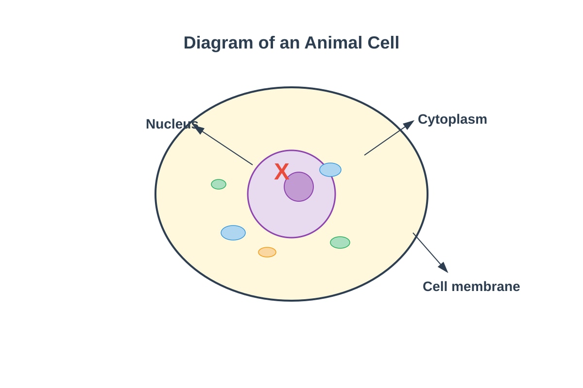 Diagram for Q12 (P5 Science)