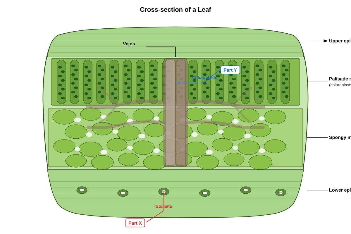 Diagram for Q19 (P4 Science)