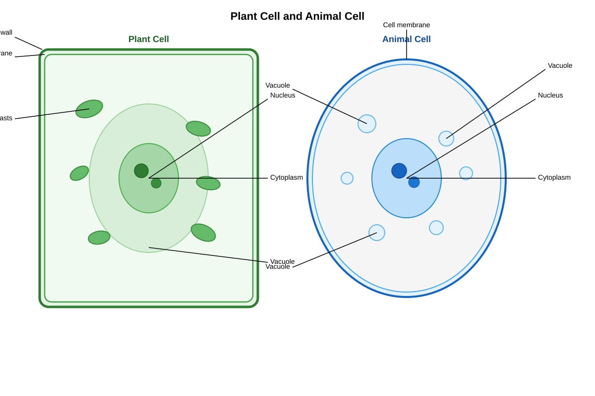 Diagram for Q29 (P6 Science)