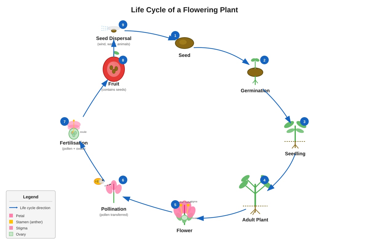 Diagram for Q3 (P6 Science)
