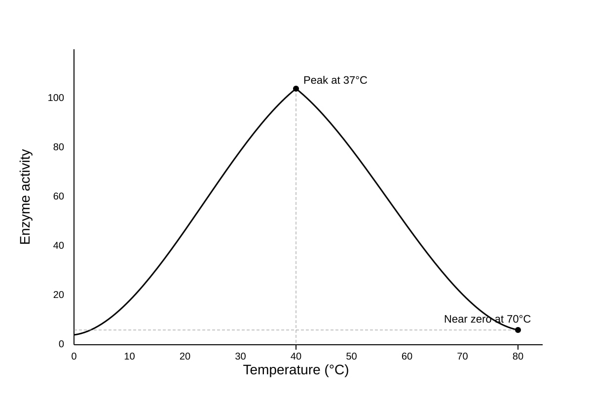 Graph for Q14 (SEC3 Biology)