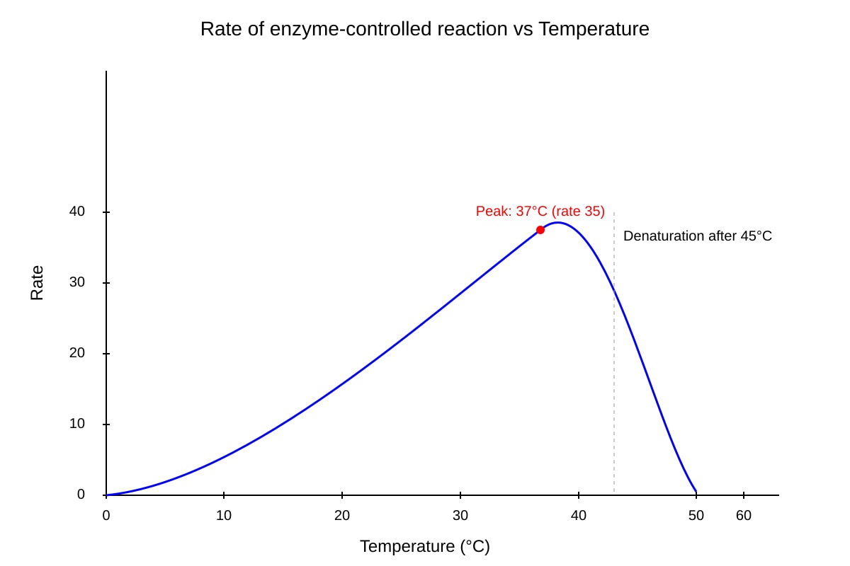 Graph for Q14 (SEC4 Pure Biology)