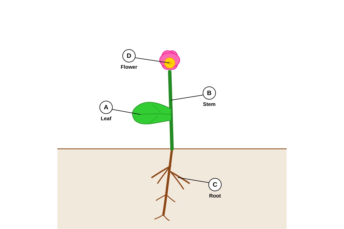 Diagram for Q2 (P4 Science)