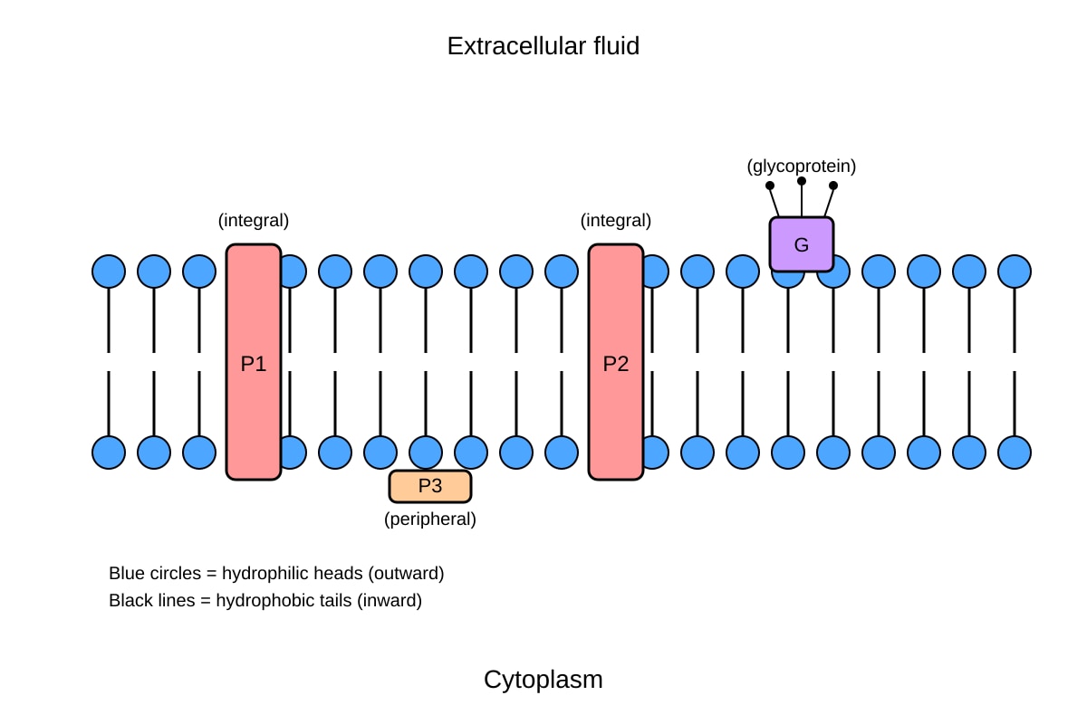 Diagram for Q13 (ALEVEL Biology H1)