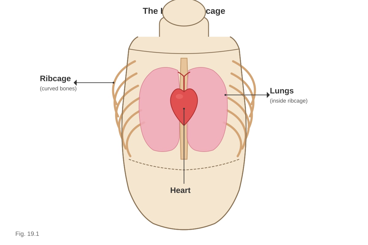Diagram for Q19 (P3 Science)