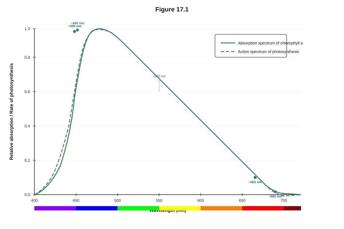 Graph for Q17 (ALEVEL Biology H2)