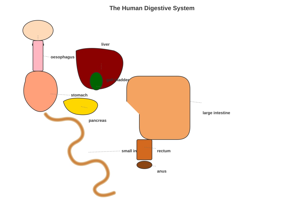 Diagram for Q11 (P5 Science)