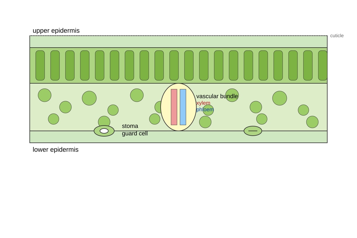 Diagram for Q11 (OLEVEL Biology)