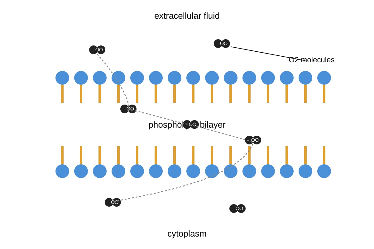 Diagram for 4 (ALEVEL Biology H1)
