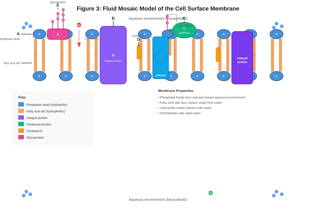 Diagram for Q13 (ALEVEL Biology H2)