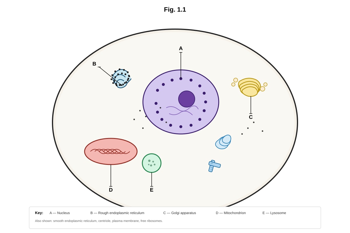 Diagram for Q1 (ALEVEL Biology H2)