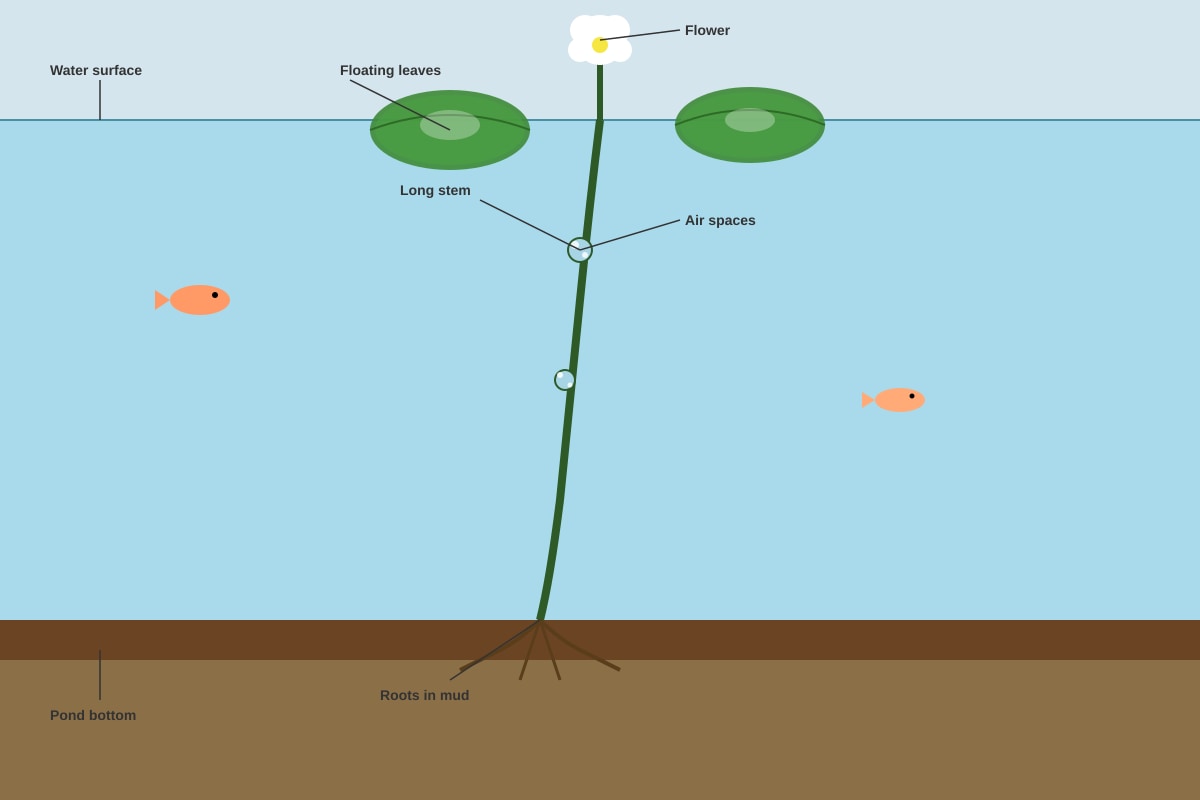 Diagram for Q25 (P6 Science)