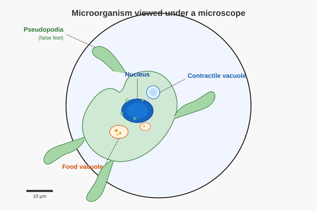 Diagram for Q42 (P6 Science)