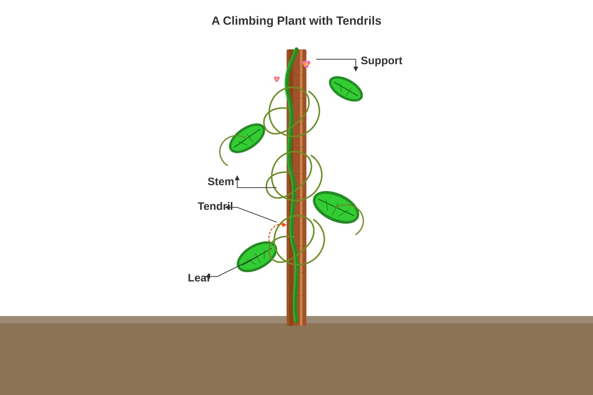 Diagram for Q10 (P5 Science)