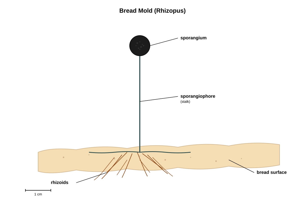Diagram for Q12 (P5 Science)