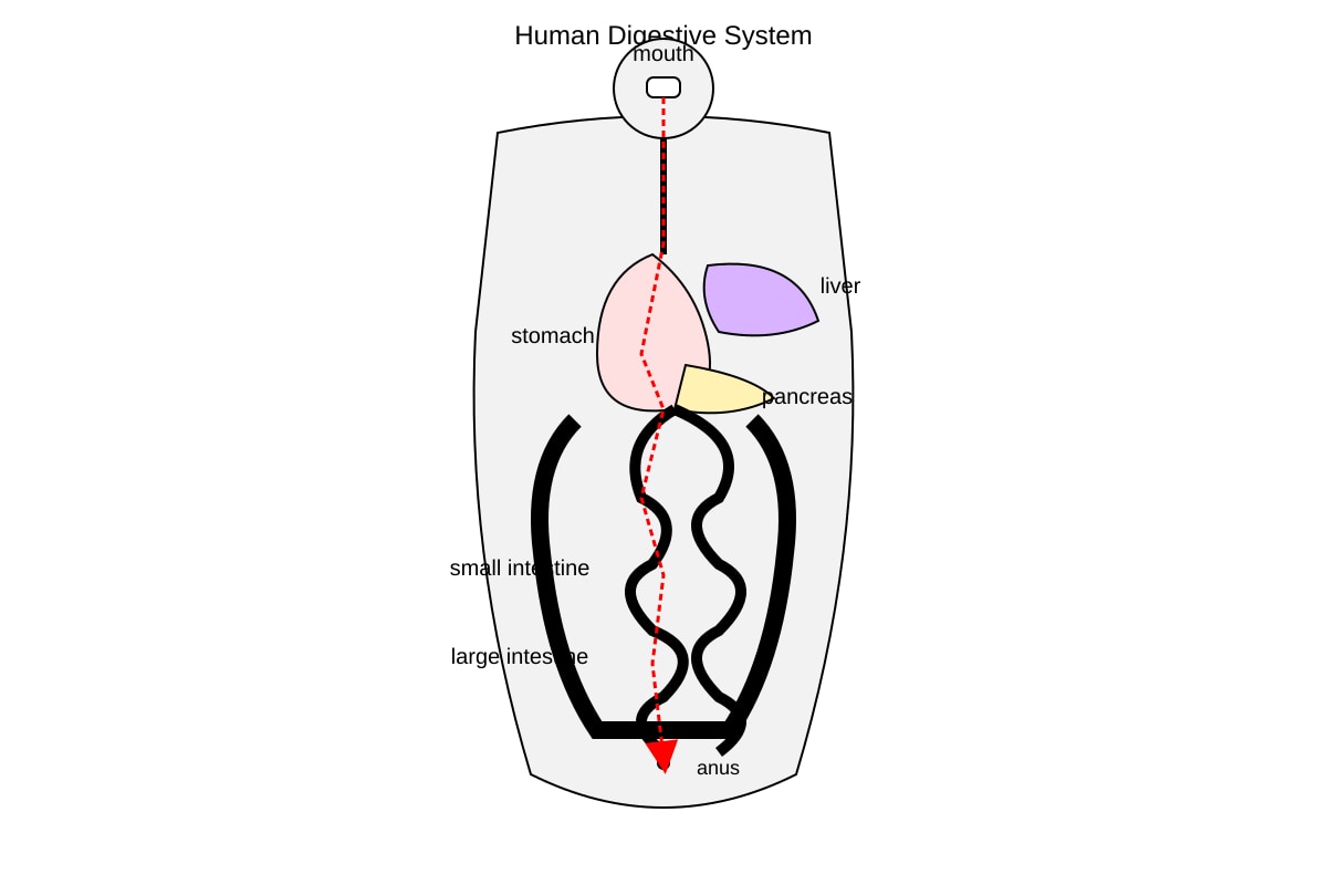 Diagram for Q10 (SEC3 Combined Science)