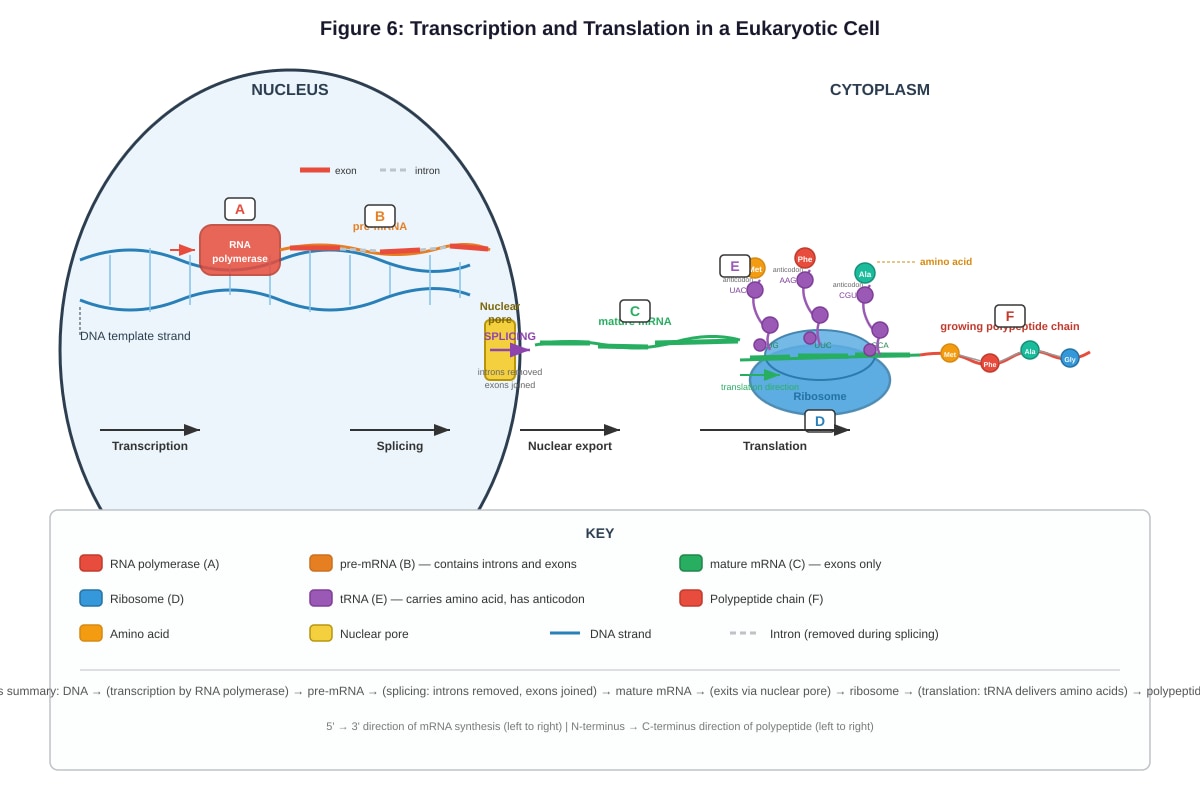 Diagram for Q18 (ALEVEL Biology H2)