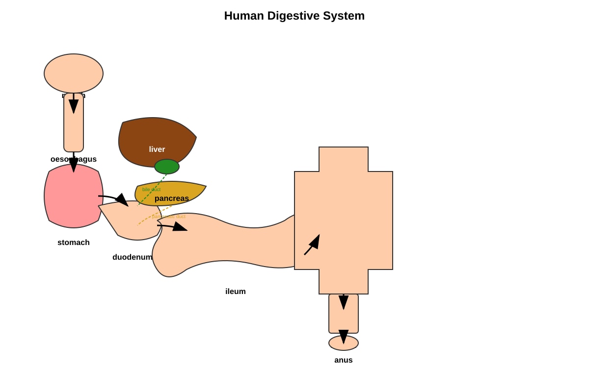 Diagram for Q4 (P6 Science)