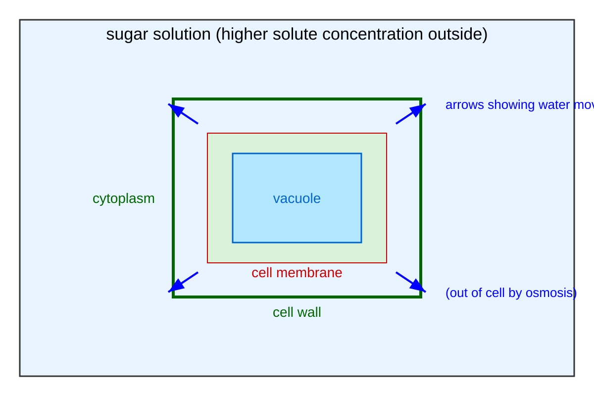 Diagram for Q10 (OLEVEL Biology)