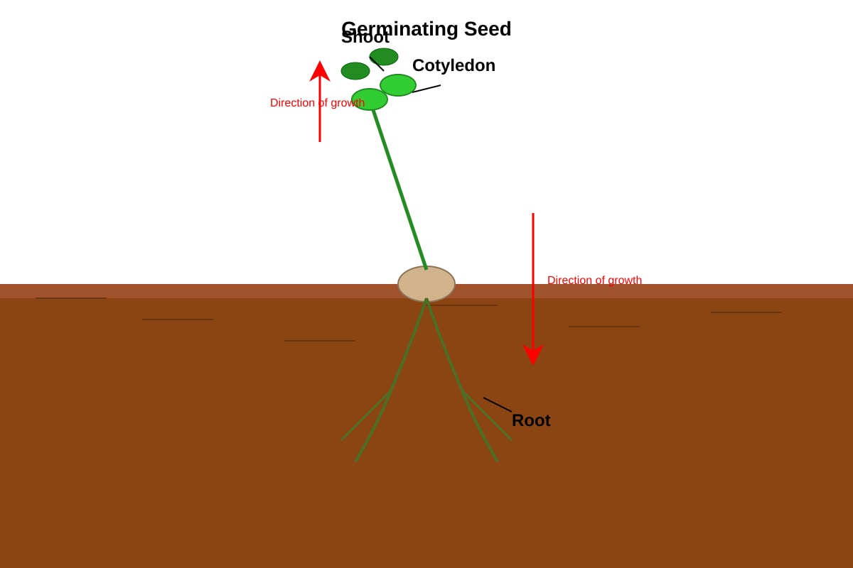 Diagram for Q34 (P5 Science)