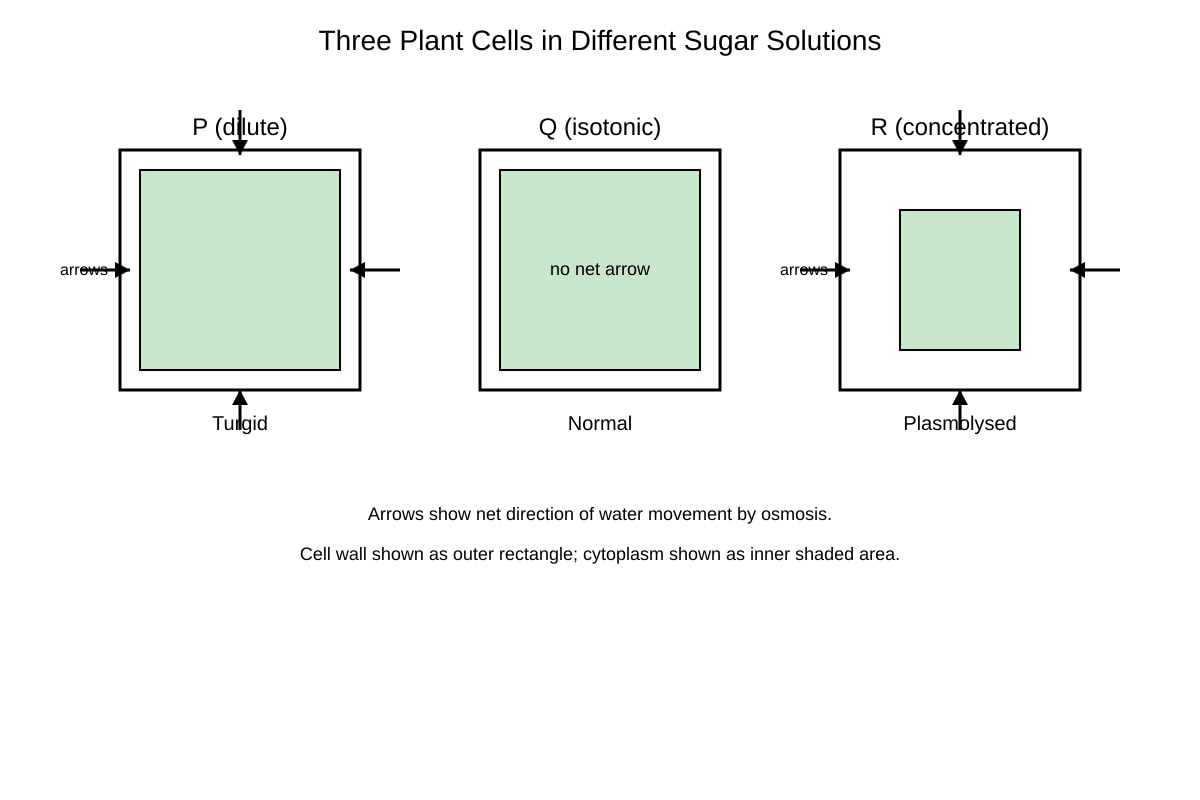 Diagram for Q7 (SEC4 Pure Biology)